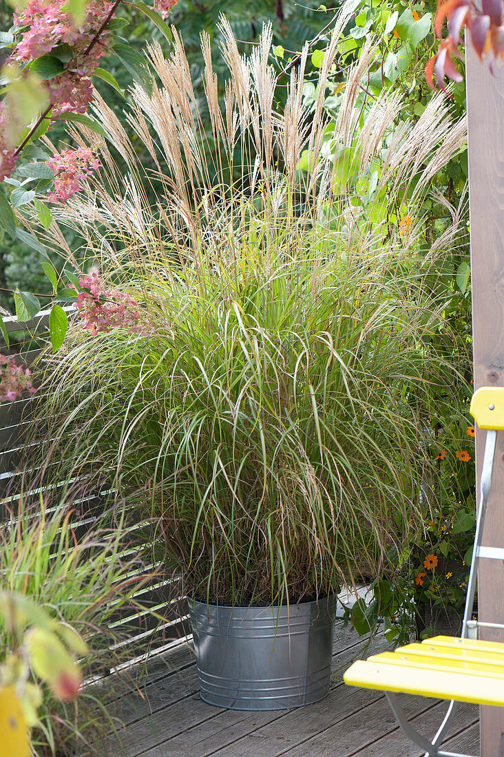 Miscanthus sinensis 'Hermann Muessel' (miscanthus) in a zinc tub