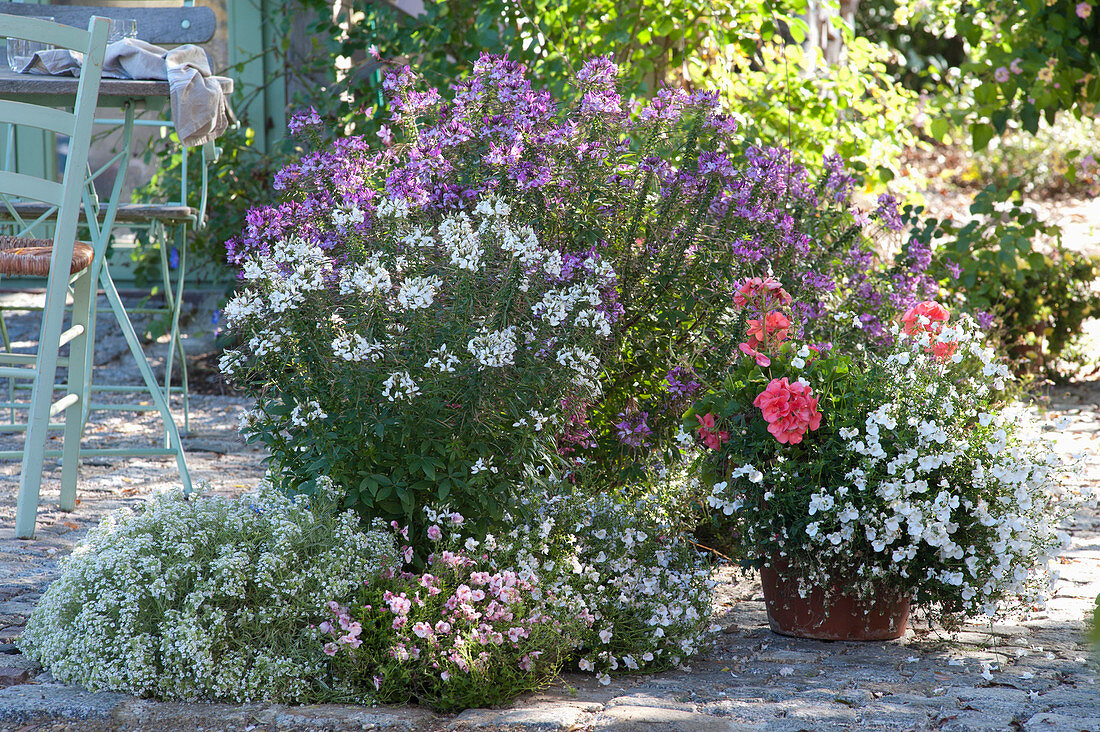 Terrace bed with summer flowers purple and white