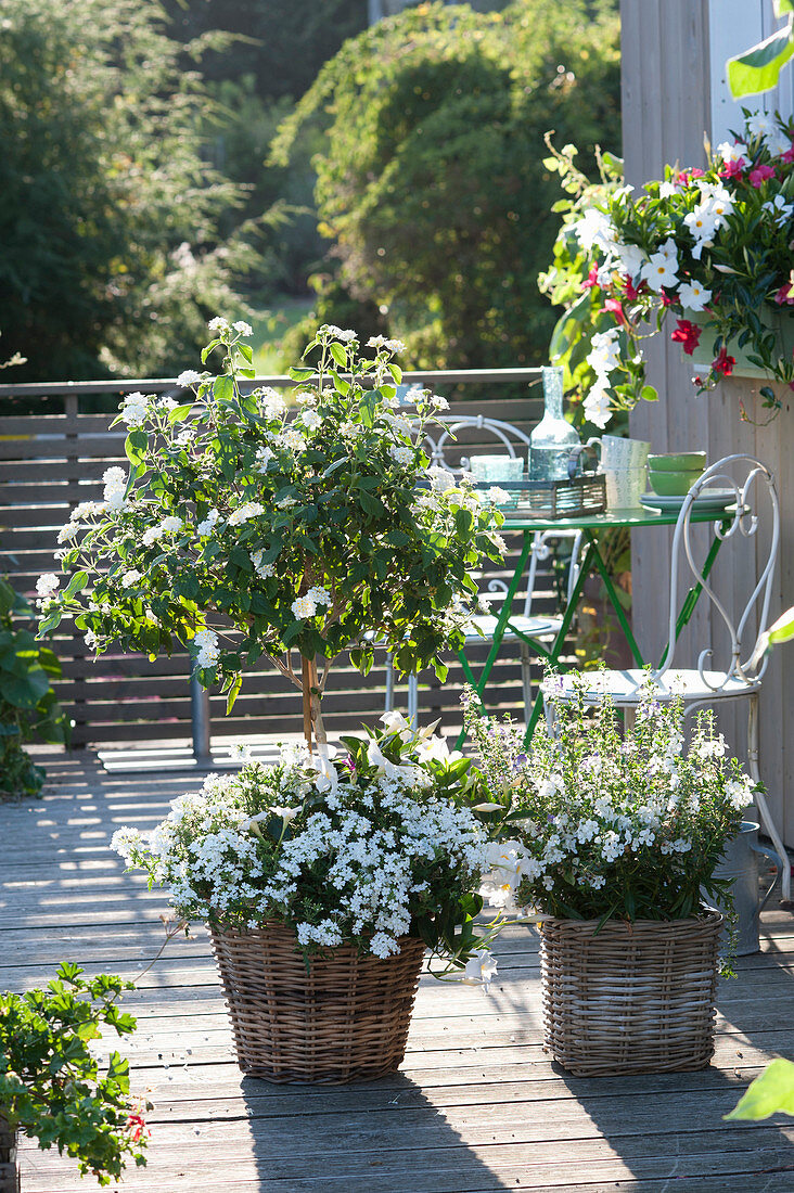 Lantana camara, Verbena 'White' (verbena)