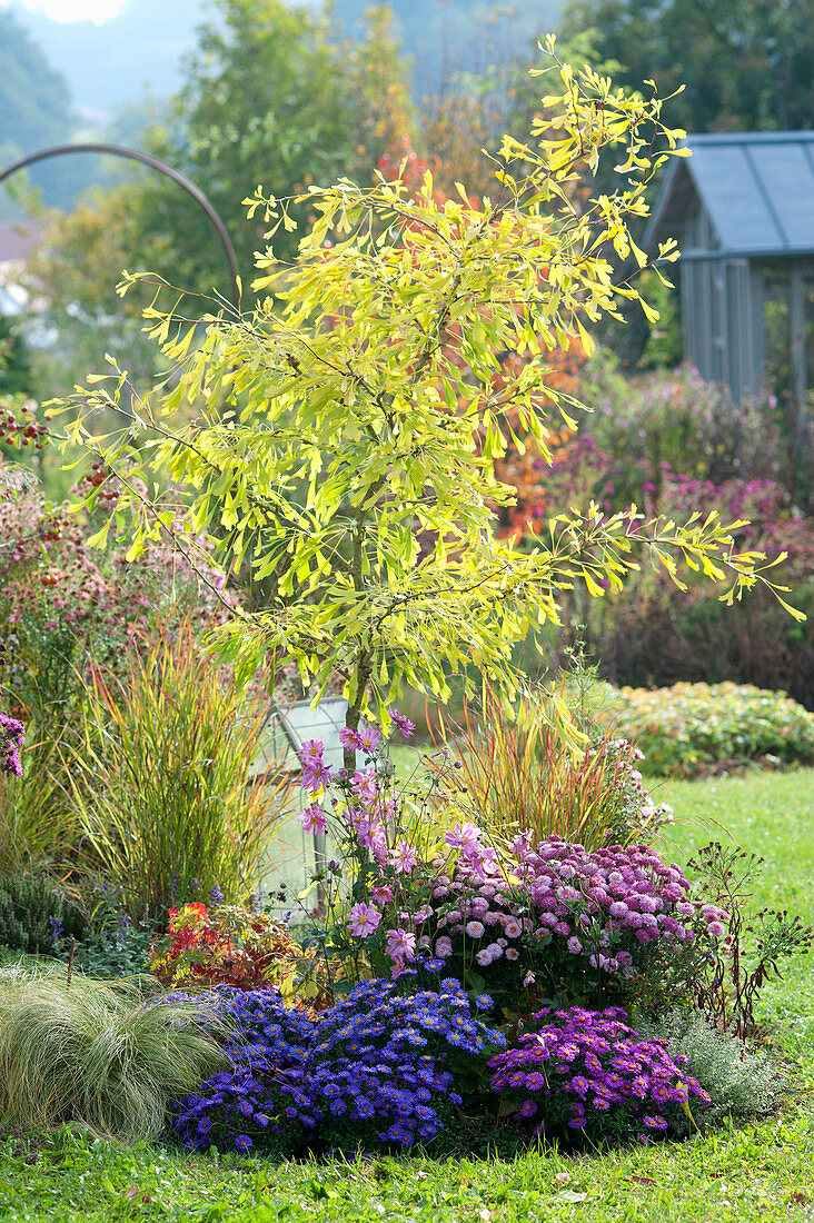 Ginkgo biloba 'Saratoga' (Fächerblattbaum), männliche Selektion