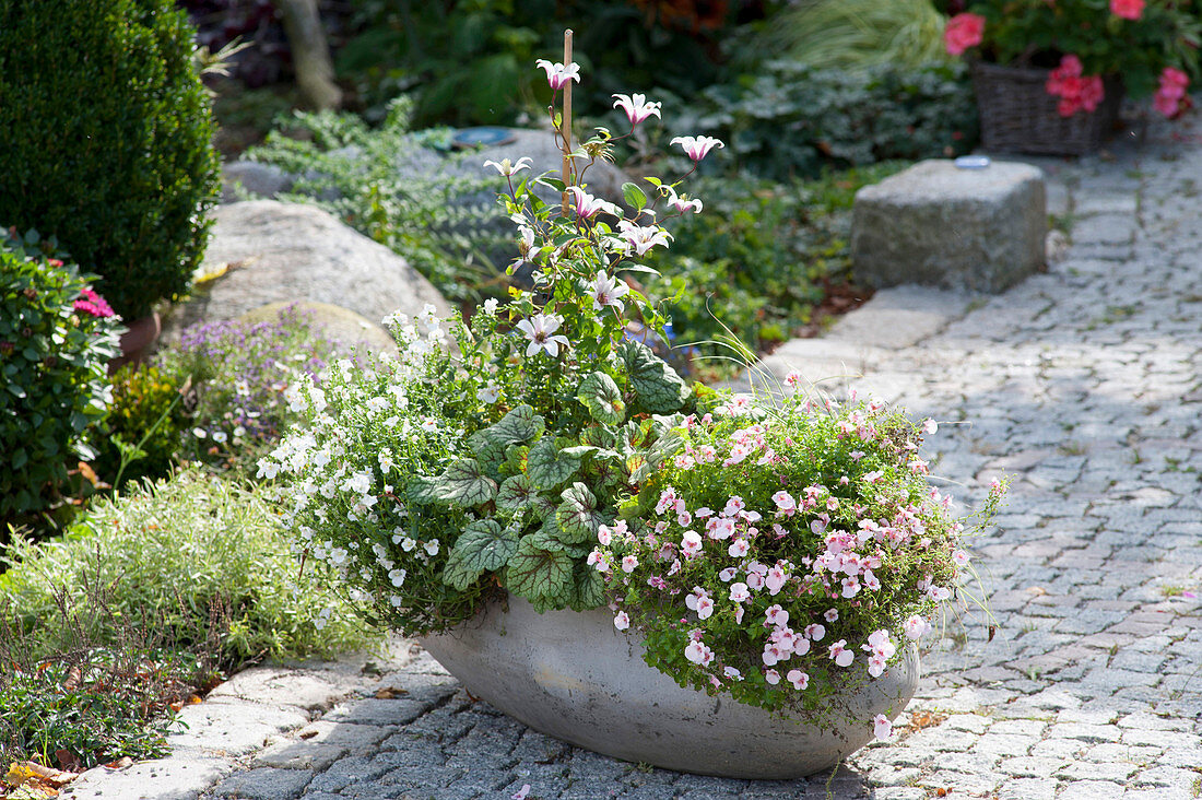 Diascia Breezee Plus 'Appleblossom', 'White', Heuchera