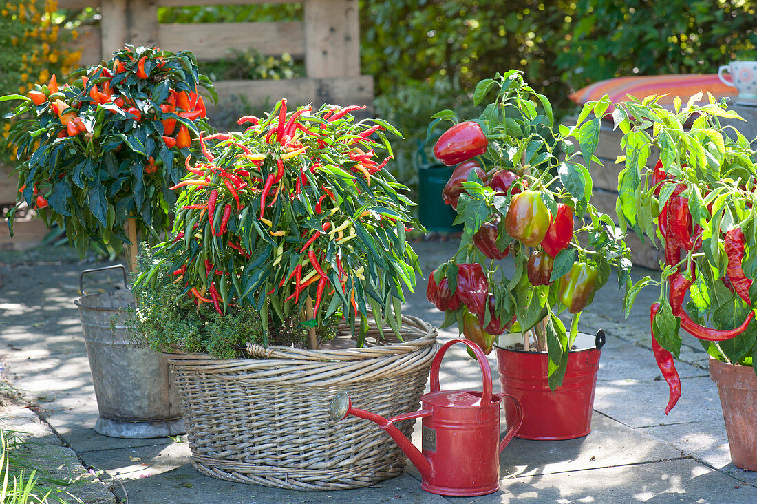 Verschiedene Capsicum annuum (Paprika, Peperoni, Chili)