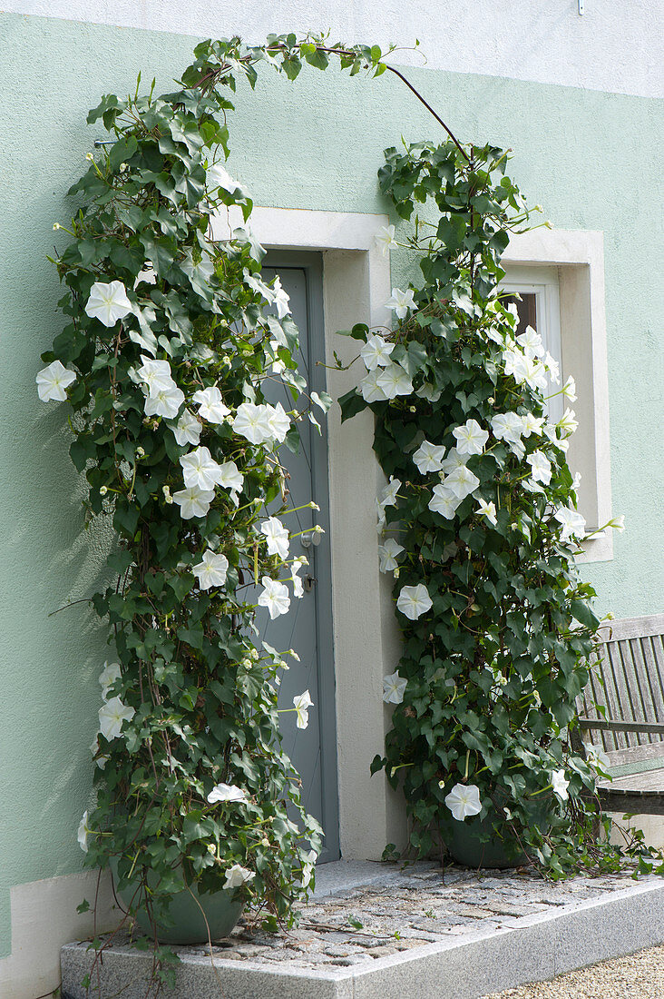 Ipomoea bona-nox syn. Ipomoea alba (moonflower)