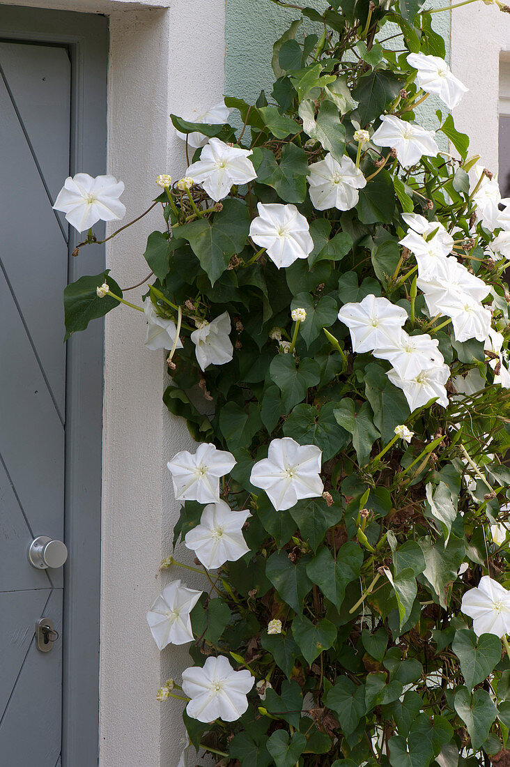 Ipomoea bona-nox syn. Ipomoea alba (moonflower)