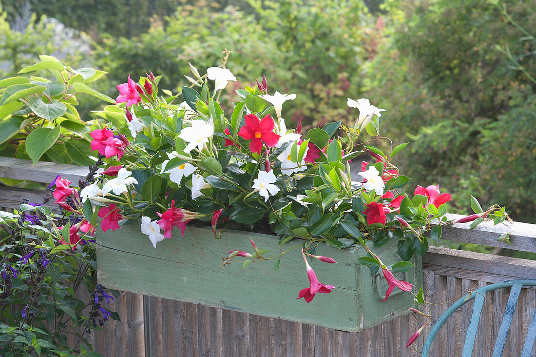 Mandevilla Sundaville 'Red', 'White' in the green box