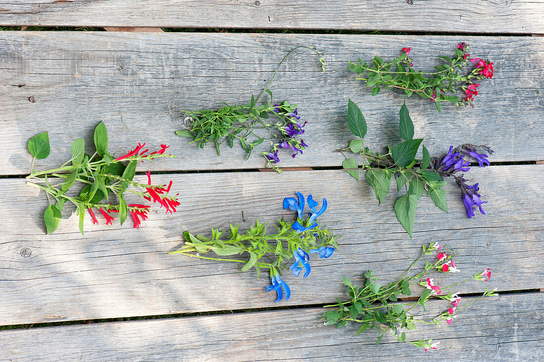 Tableau with different varieties of sage