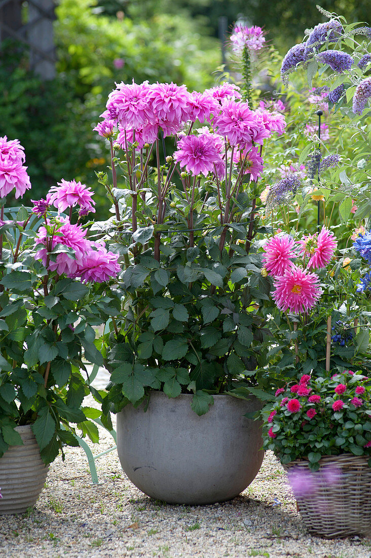 Dahlia 'Lavender Ruffles' (Decorative Dahlia)