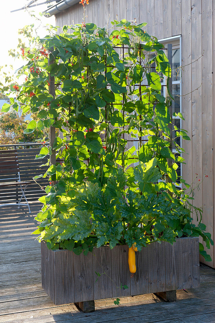 Homemade wooden box with Phaseolus and Cucurbita