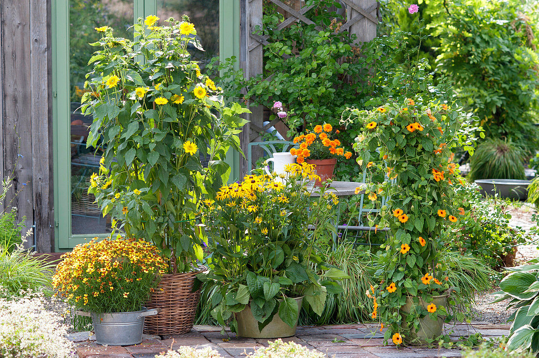 Yellow terrace at the garden house, Helianthus decapetalus