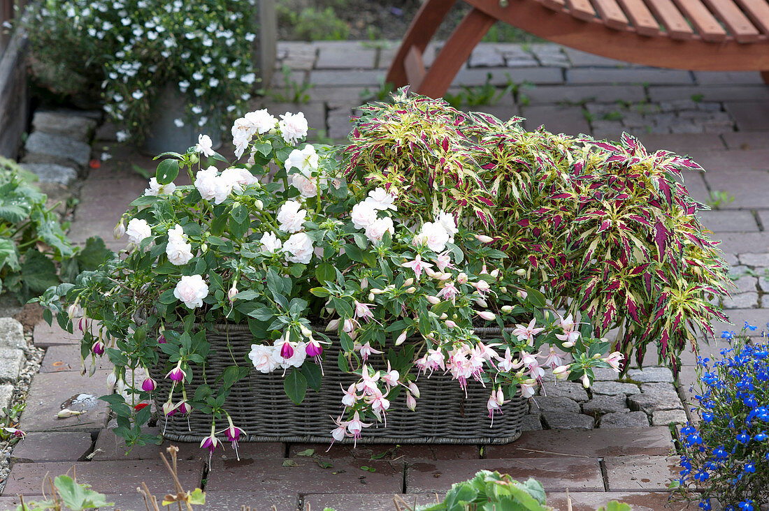 Shaded Terrace, Impatiens walleriana 'Double White'