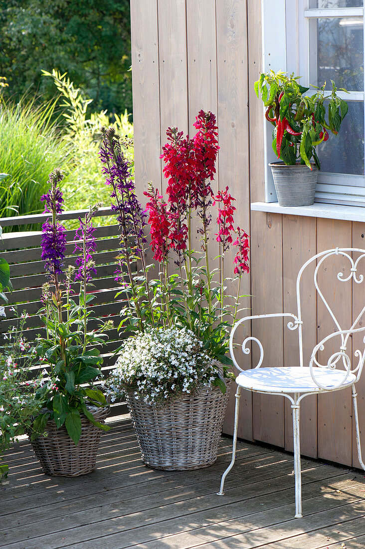 Lobelia speciosa compliment 'Scarlet', 'Purple'