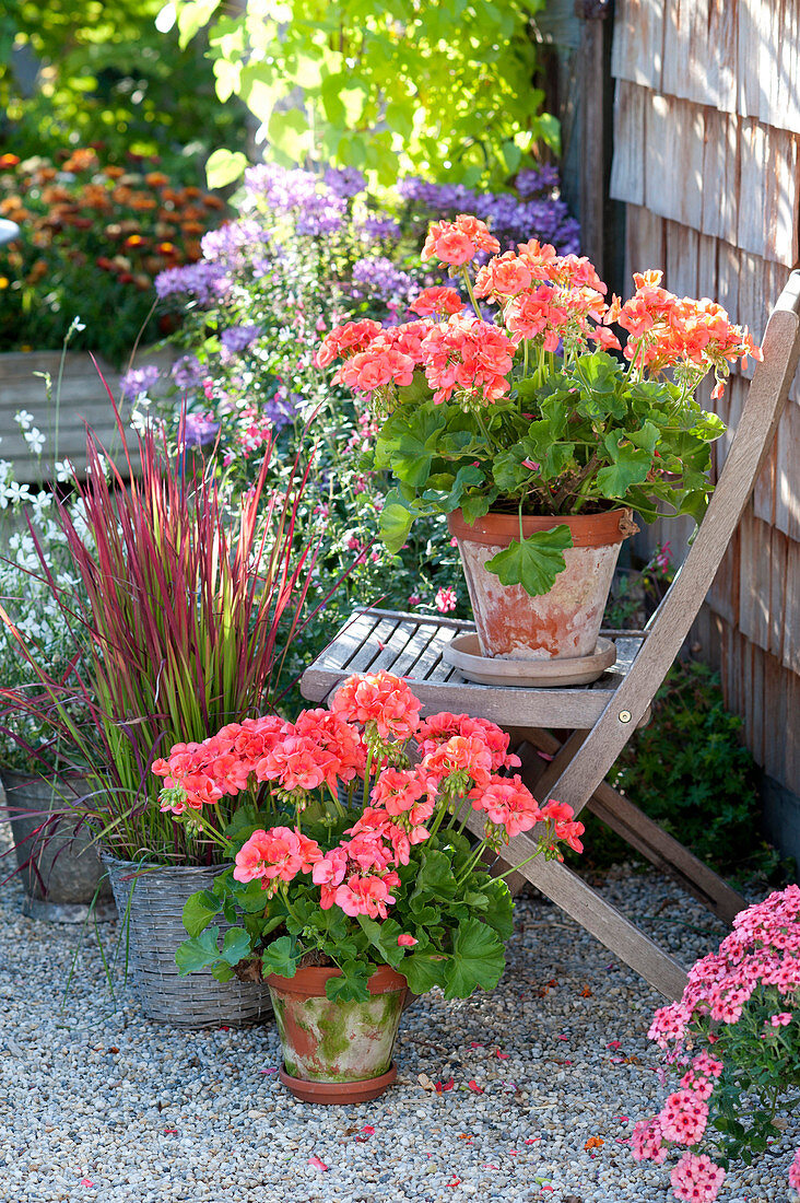 Pelargonium zonal (standing geranium) in clay pots, Imperata