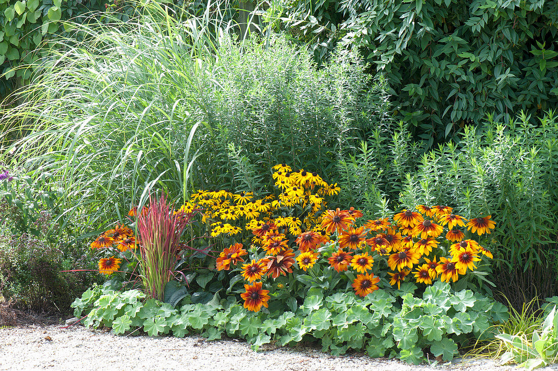 Rudbeckia fulgida 'Goldsturm' , hirta 'Autumn Colors' (Sonnenhut)