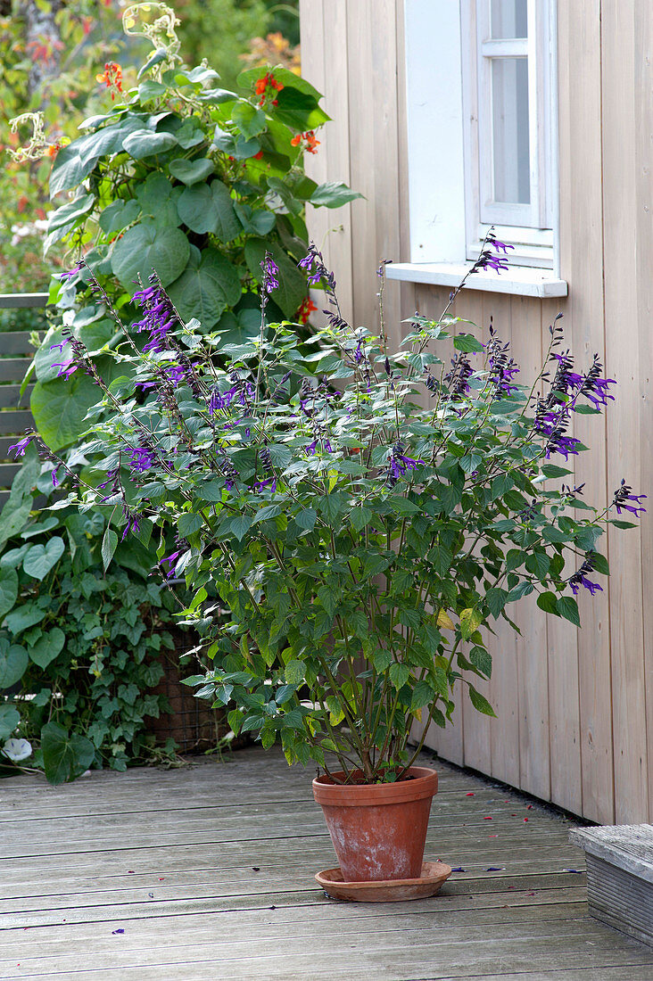 Salvia 'Amistad' (Gartensalbei)