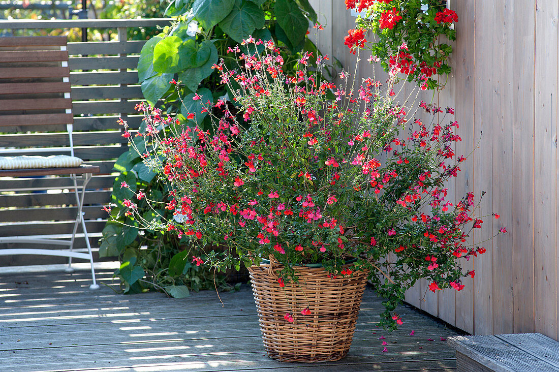 Salvia microphylla (Johannisbeersalbei)