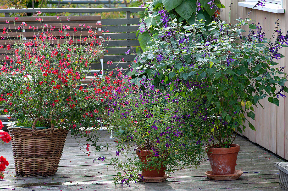 Salvia microphylla, Salvia 'Amistad'