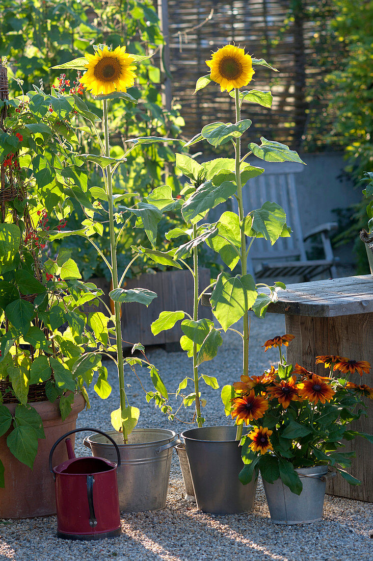 Helianthus annuus (sunflower) and Rudbeckia hirta