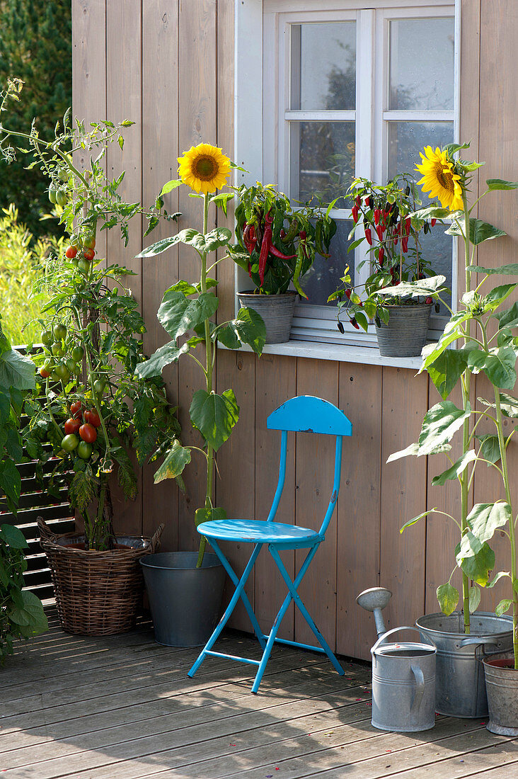 Helianthus annuus (Sonnenblumen), Lycopersicon (Tomate)