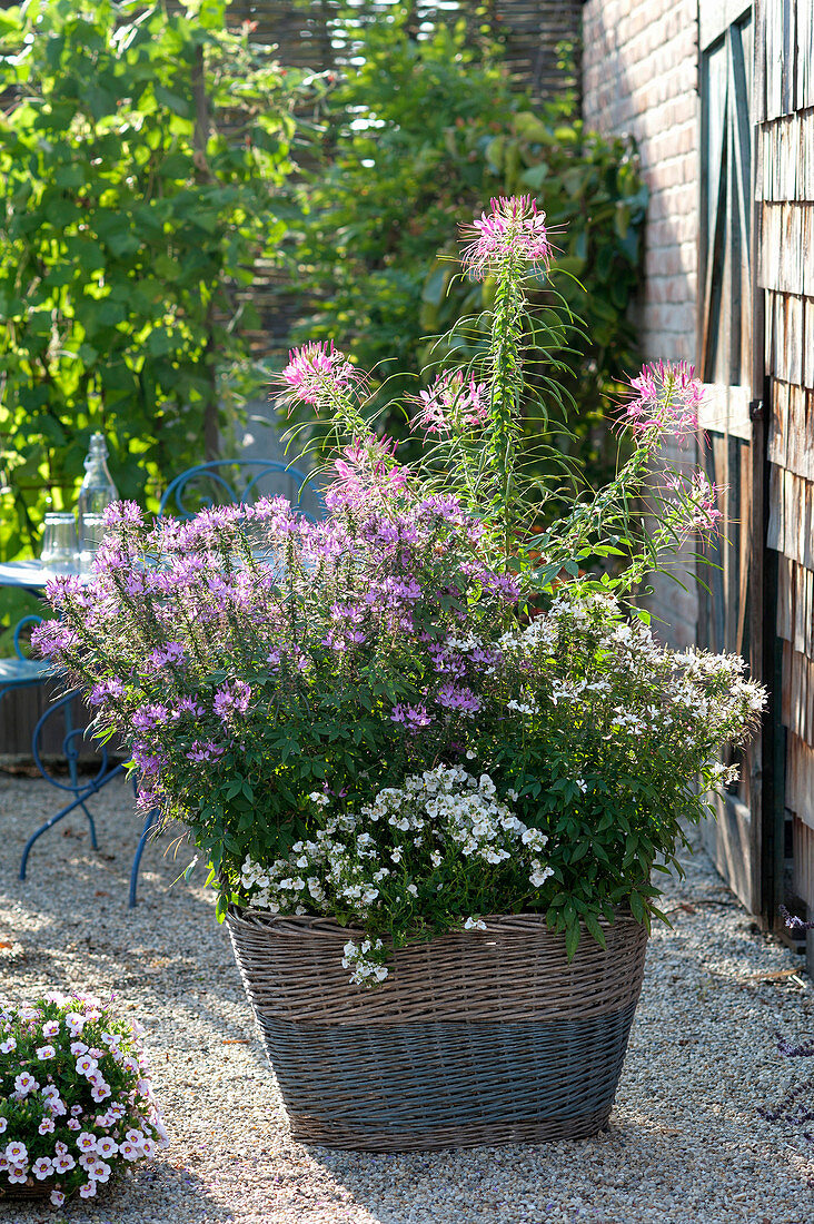 Korb bepflanzt mit Cleome spinosa (Spinnenpflanzen) und Diascia