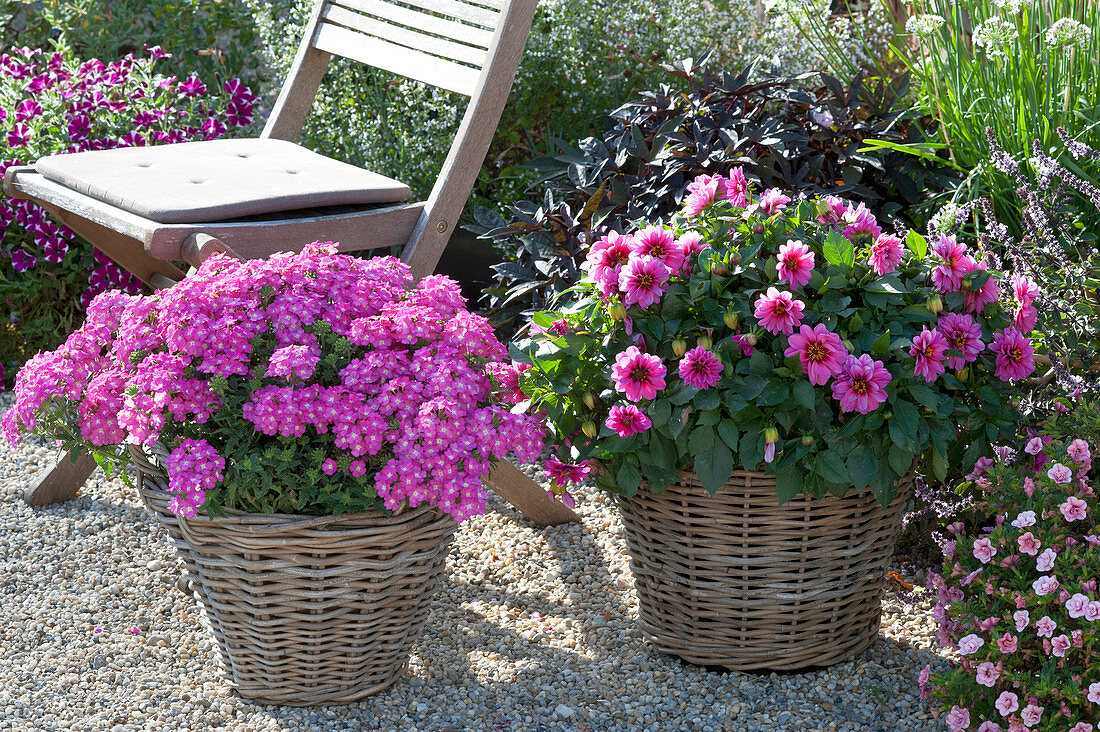 Verbena Lanai 'Deep Pink' and Dahlia Starlias 'Violet'