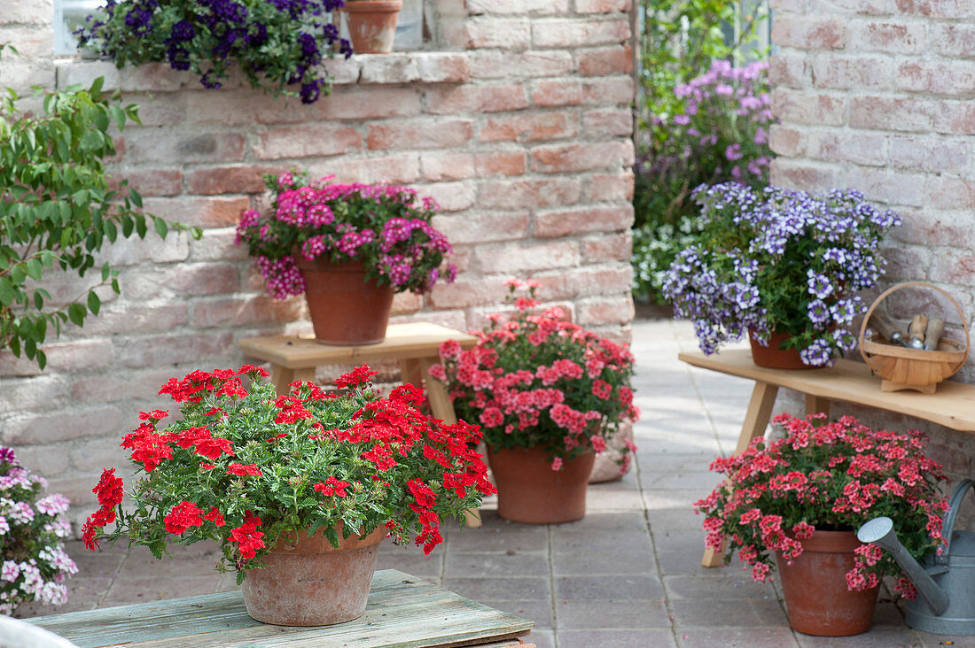 Terrace with verbena (verbena) in clay pots