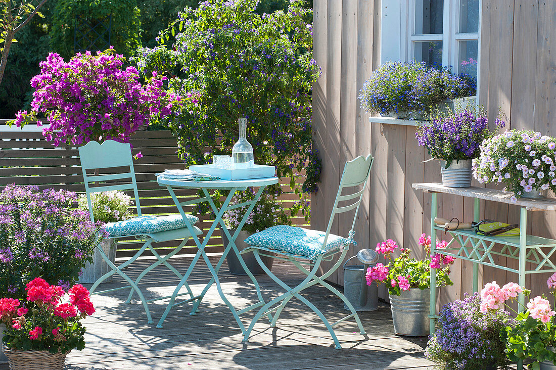 Summer terrace with turquoise sofa, Bougainvillea, Solanum rantonnetii