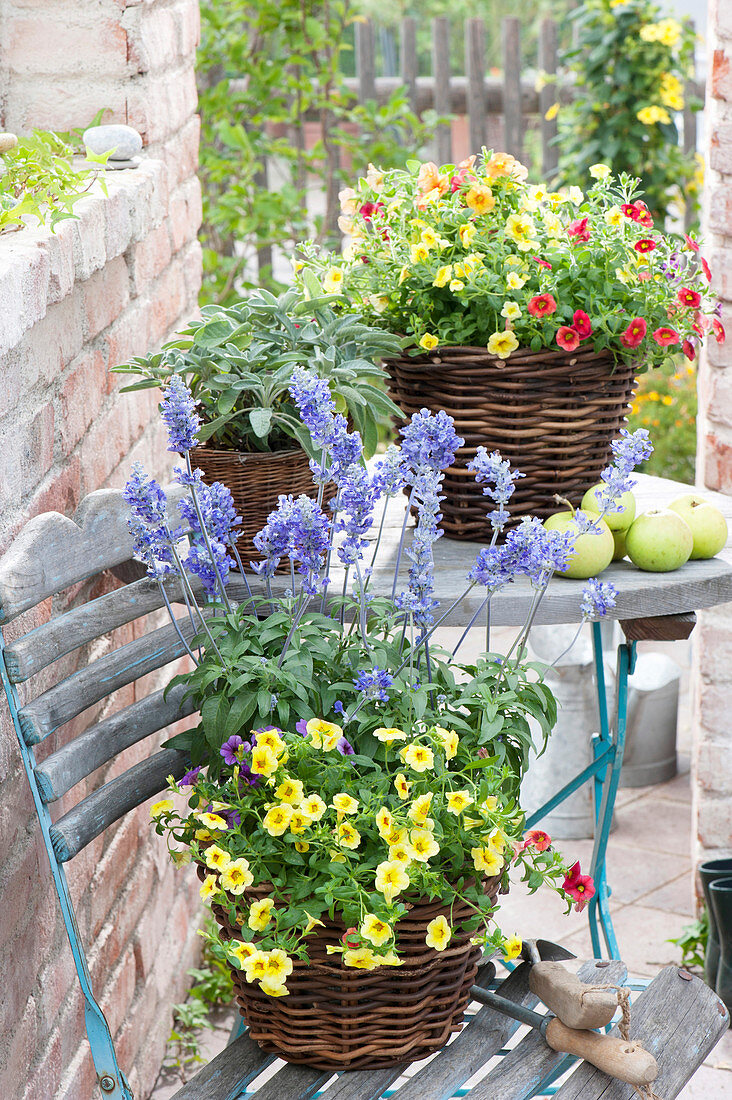 Backyard with Calibrachoa (magic bell), Salvia farinacea