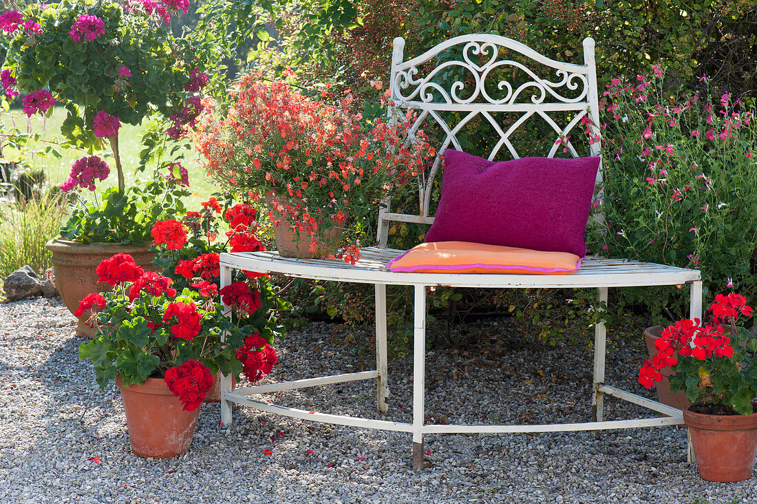 Pots with Pelargonium zonale (standing geraniums)