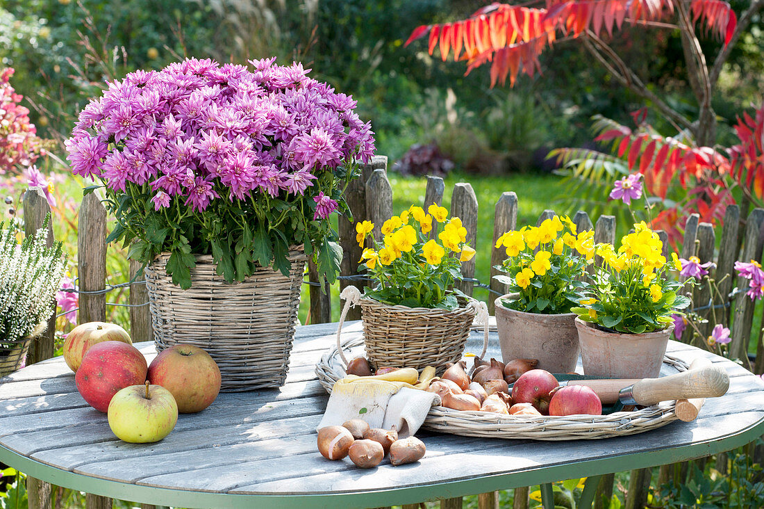 Autumn still life on garden table, Chrysanthemum indicum