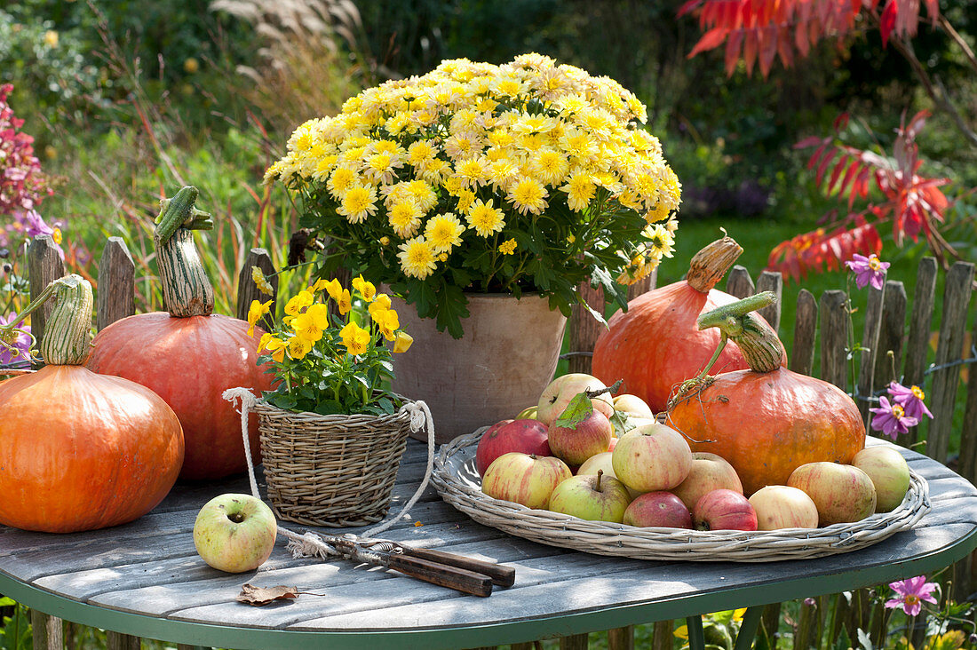 Autumn arrangement on table at the garden fence, Chrysanthemum indicum
