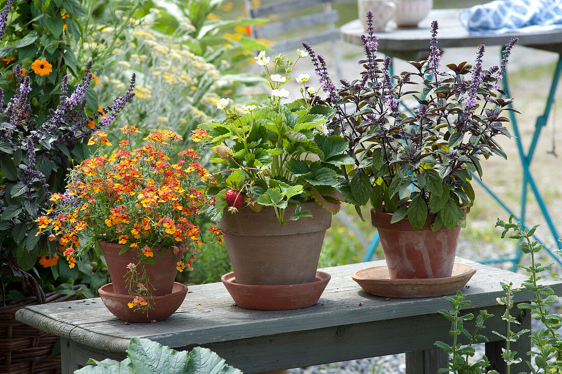 Töpfe in Reihe auf Bank : Nemesia Sunsatia Plus 'Clementine'