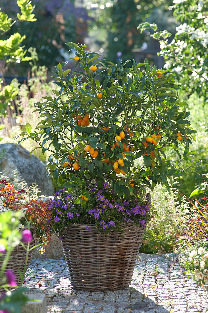 Fortunella japonica (Kumquat) and Brachyscome 'Brasco Violet'