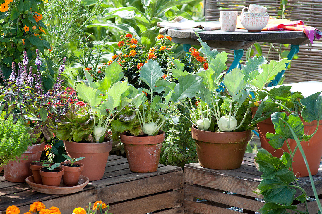 Snack terrace with vegetables and summer flowers