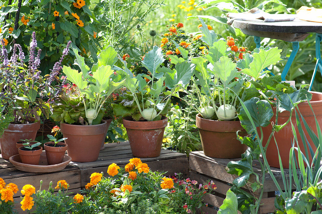 Snack terrace with vegetables and summer flowers