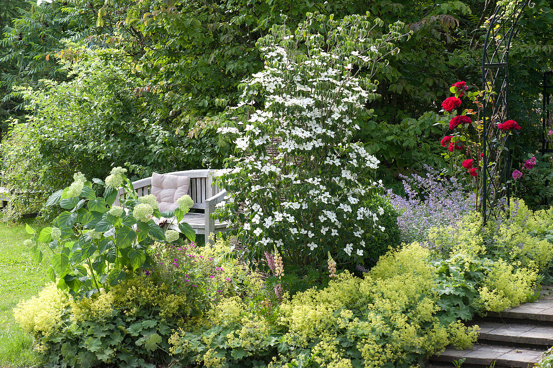 Cornus kousa var. chinensis 'butterfly' (flower dogwood)