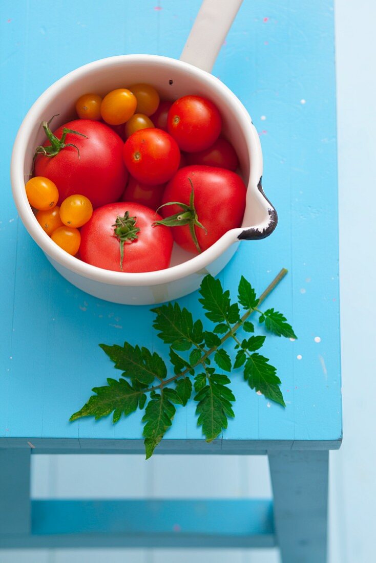 Verschiedene Tomaten im Kochtopf auf blauem Tisch