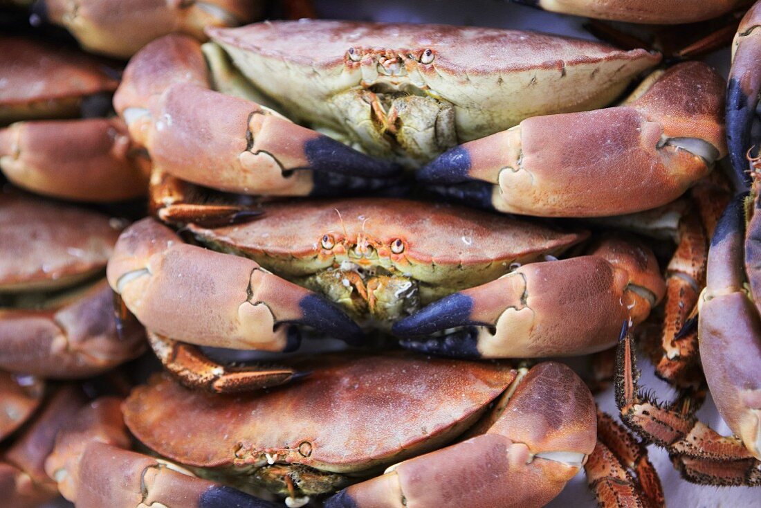 Crabs (close up)