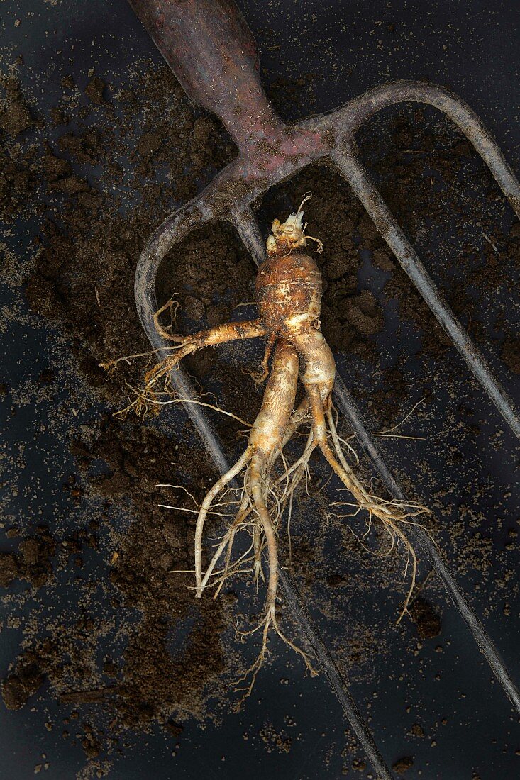A freshly harvested ginseng root on a pitchfork