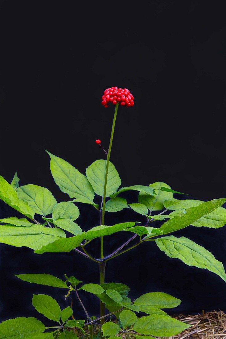A ginseng plant with berries in front of a black background