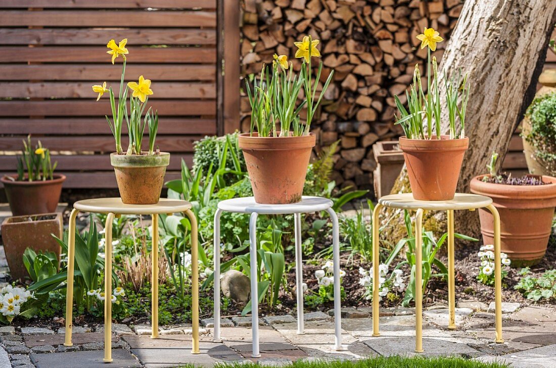 Potted narcissus on three metal stools