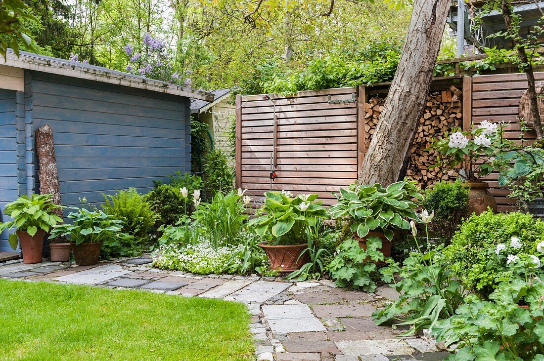 White tulips, foliage plants and summer house in spring garden