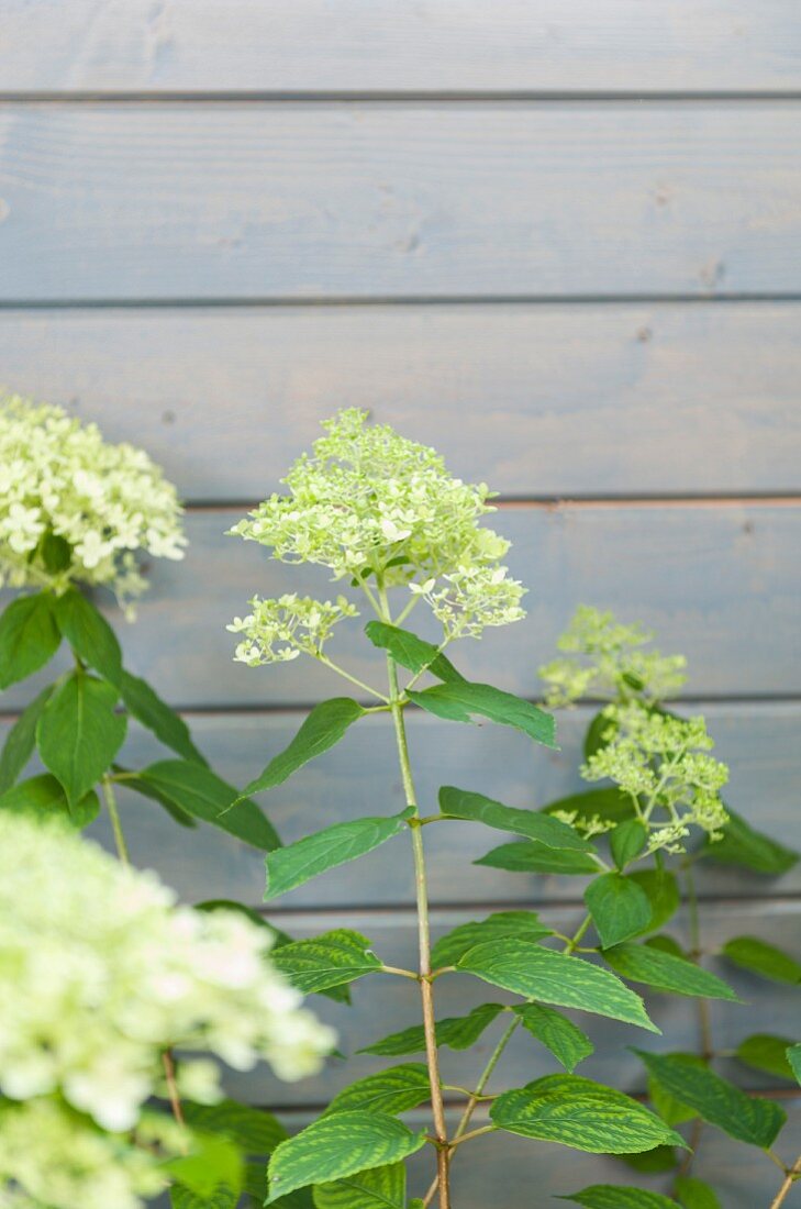 White-flowering viburnum against wooden wall