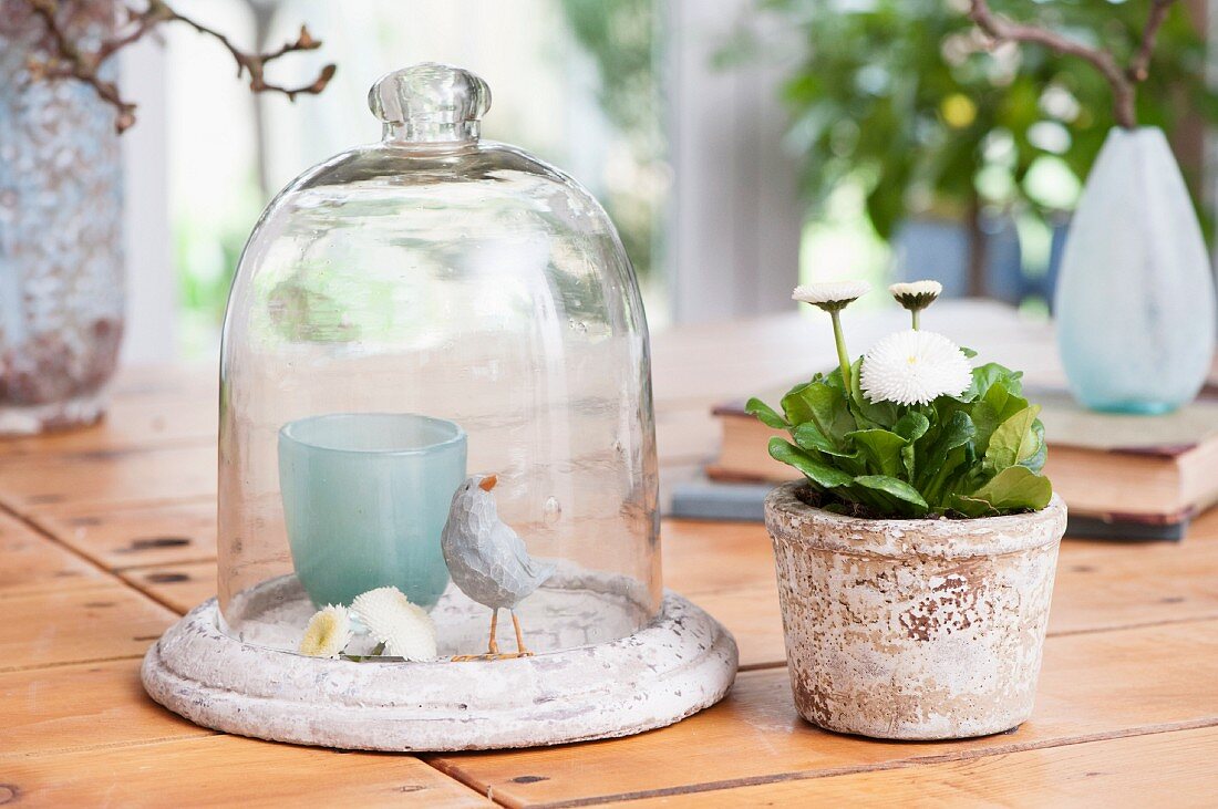 Bird ornament under glass cover next to potted Bellis