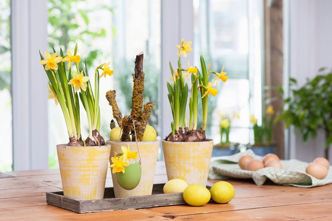 Arrangement of Narcissus and dyed Easter eggs on table