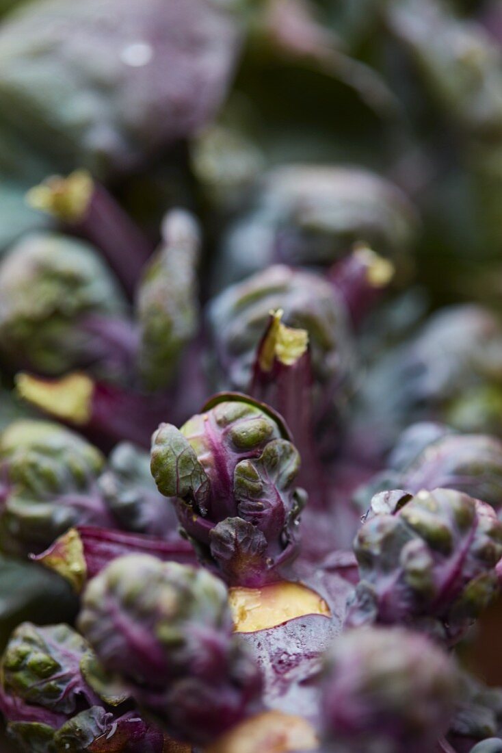 Brussel Sprouts