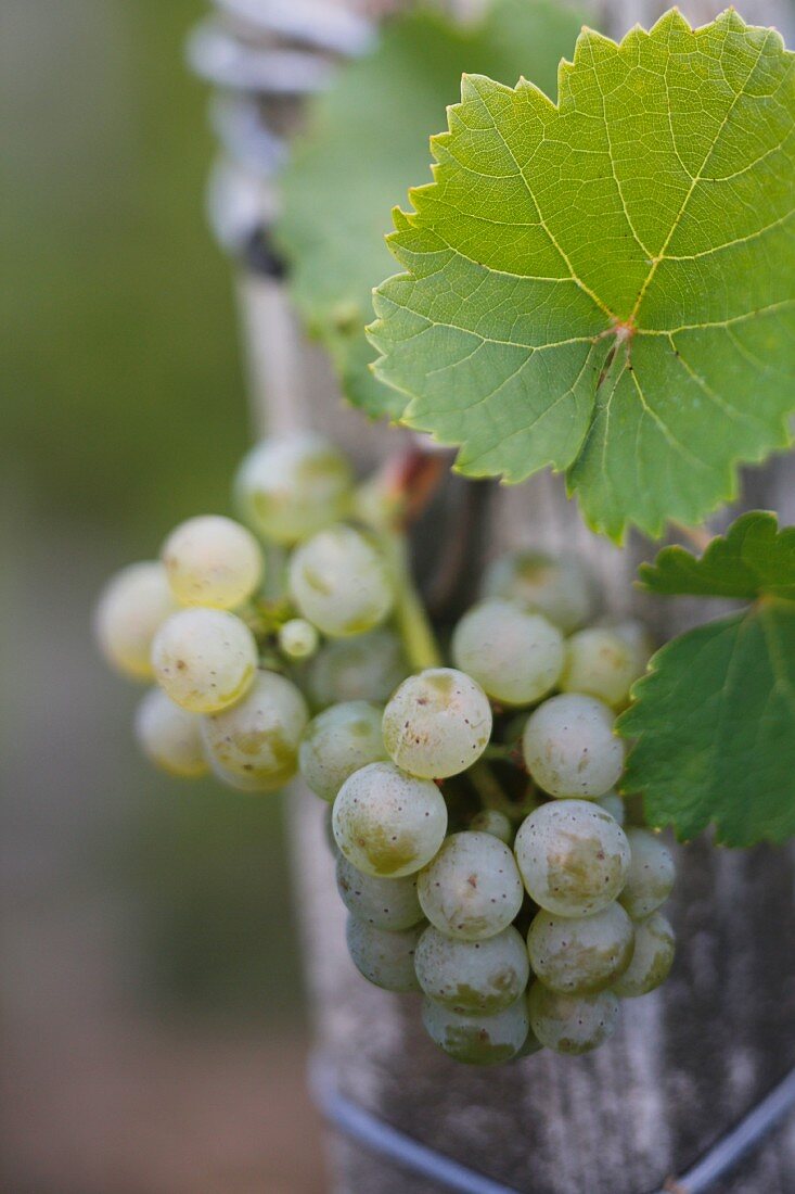 White wine grapes on the vine in Deidesheim, Rhineland-Palatinate, Germany