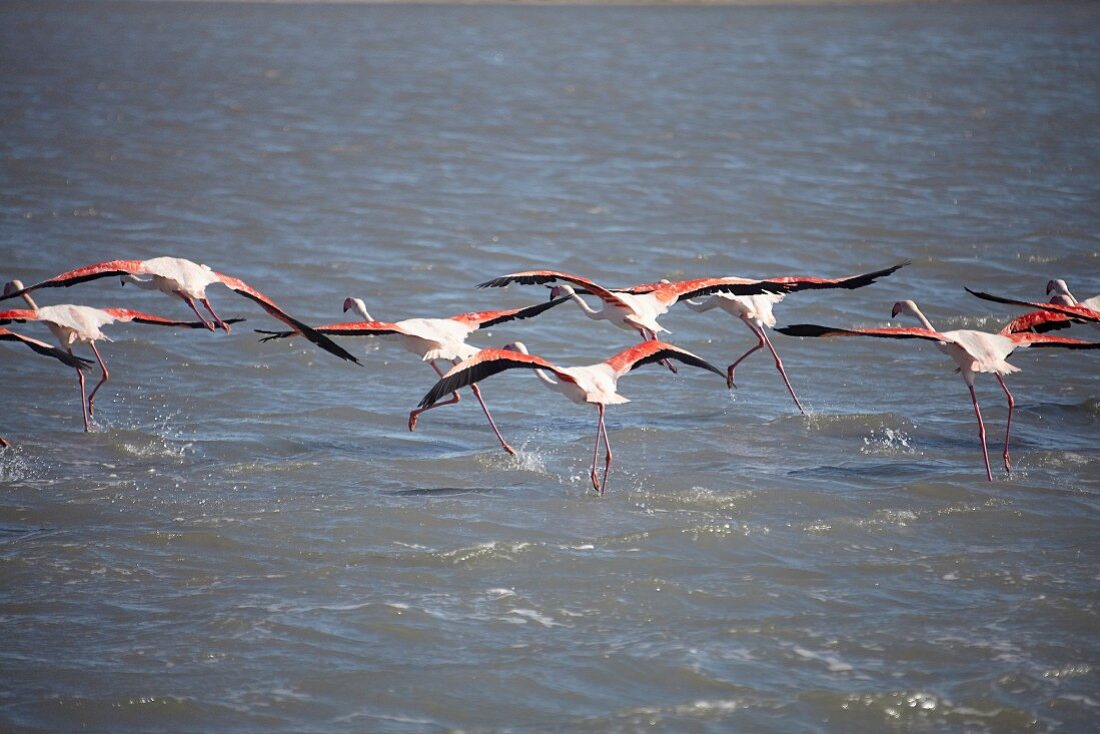 Flamingos in der Saline in der Camargue, Frankreich