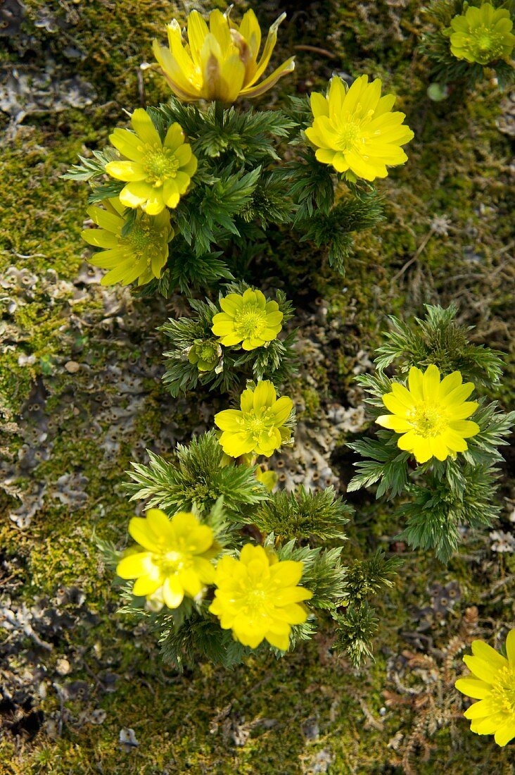 Flowering winter aconites (Eranthis hyemalis)
