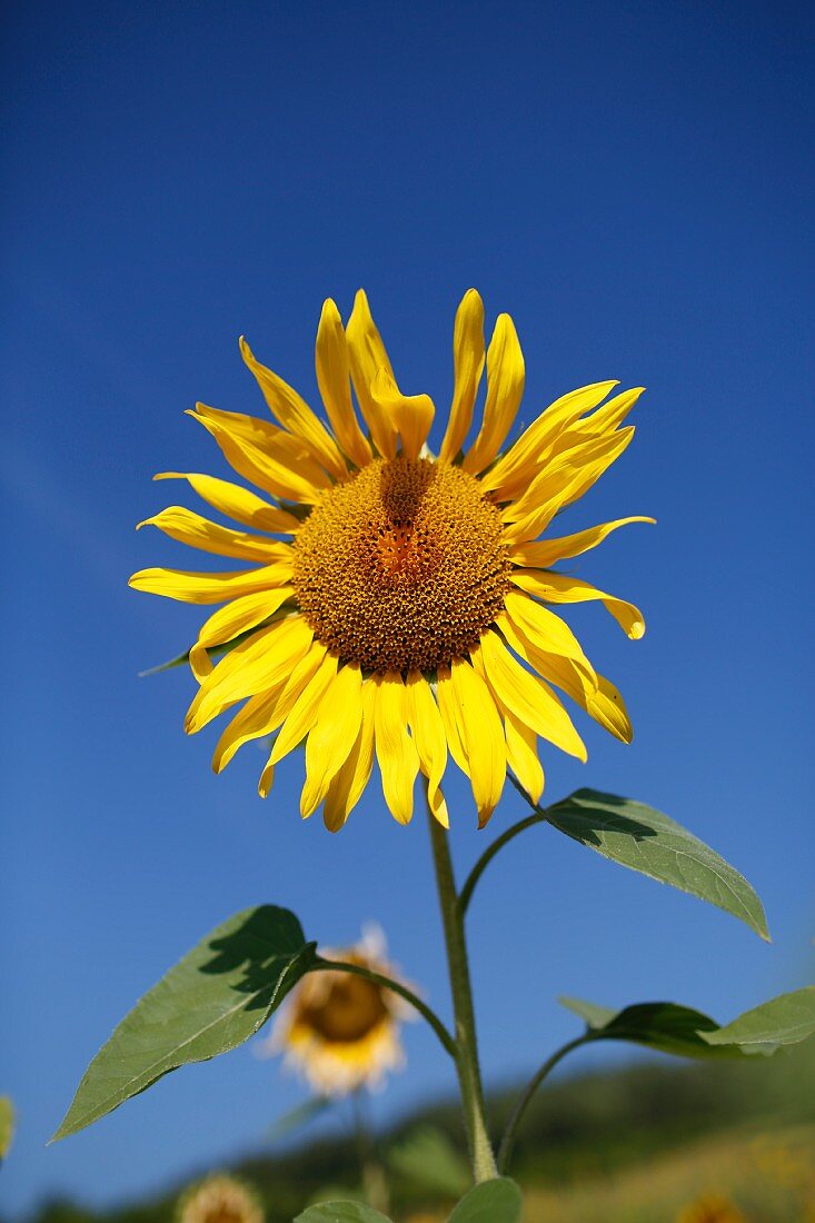 Eine Sonnenblume
