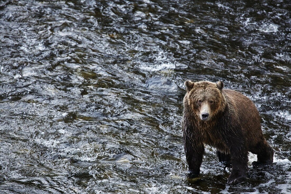 A grizzly bear in Glendale Cove, Canada